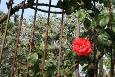 Venice, Italy Garden with Blooming Rose on Gate - Photo Poster Print